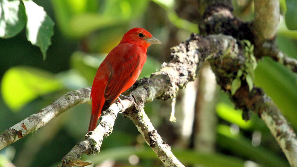 summer tanager_3449