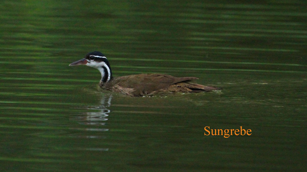 sungrebe_5078