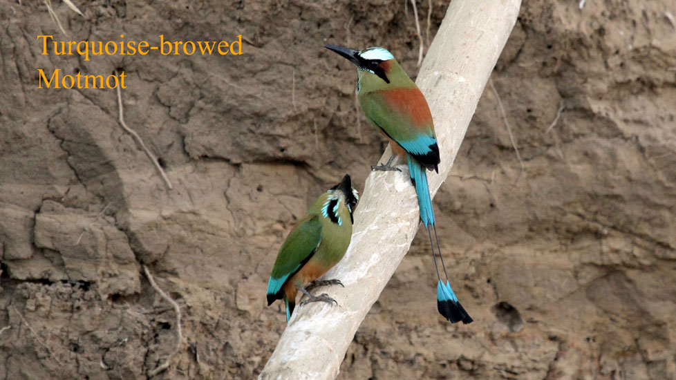 turquoise-browed motmot_2007
