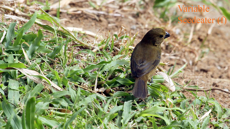 variable seedeater (f)_3428