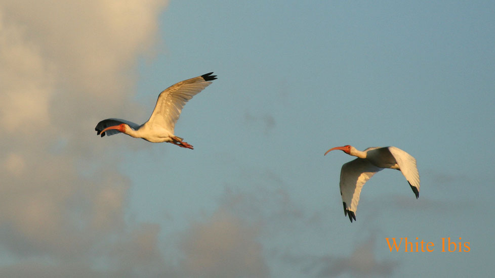 white ibis_0740