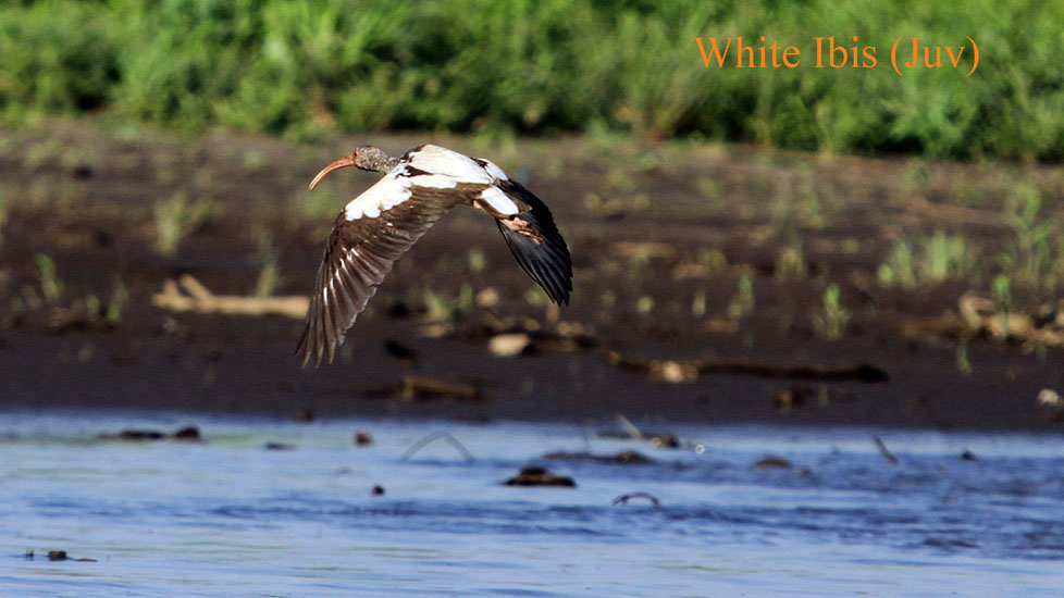 white ibis_1886