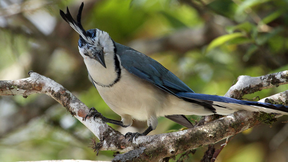 white-throated magpie jay_3184