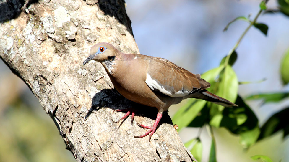 white-winged dove _1299