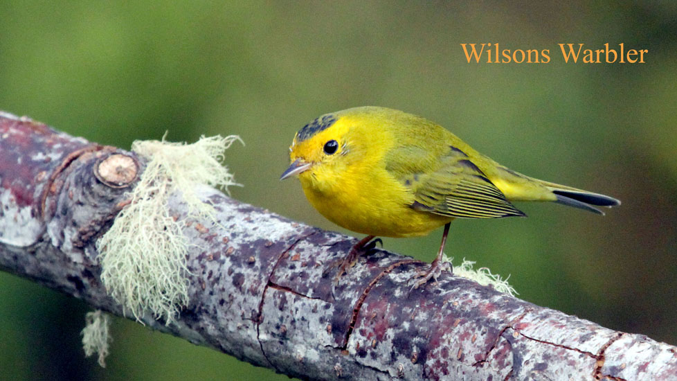 wilsons warbler_1602