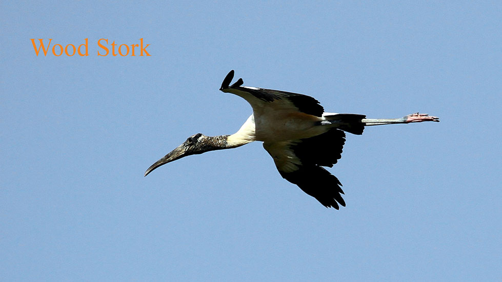 wood stork_1840