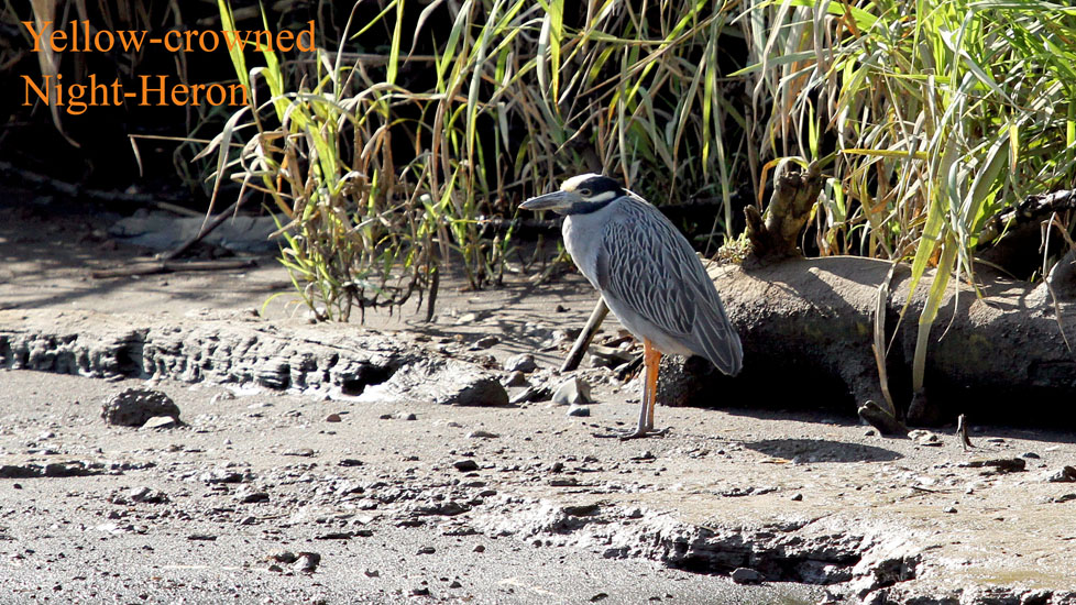 yellow-crowned night heron_1856