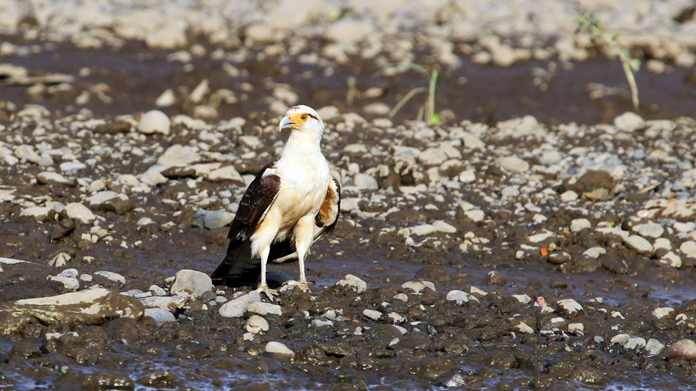 yellow-headed caracara_1961