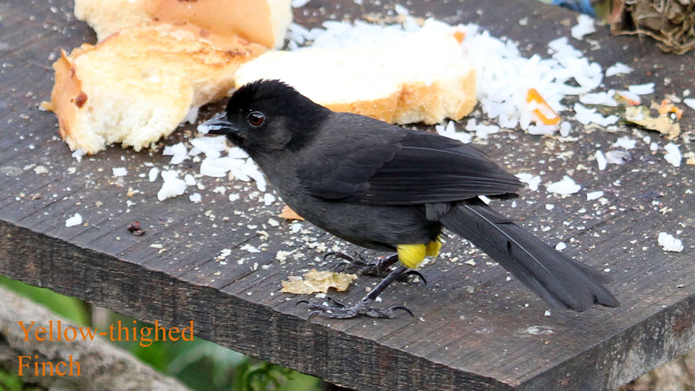 yellow-thighed finch_1666