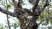 Peregrine Falcon _2191