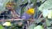 Prothonotary Warbler_1043