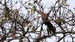 squirrel cuckoo_4493