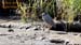 yellow-crowned night heron_1856