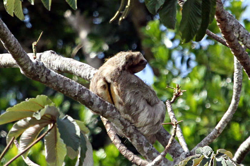 02_Three-toed sloth_03