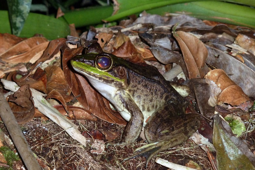 05_Frog_28