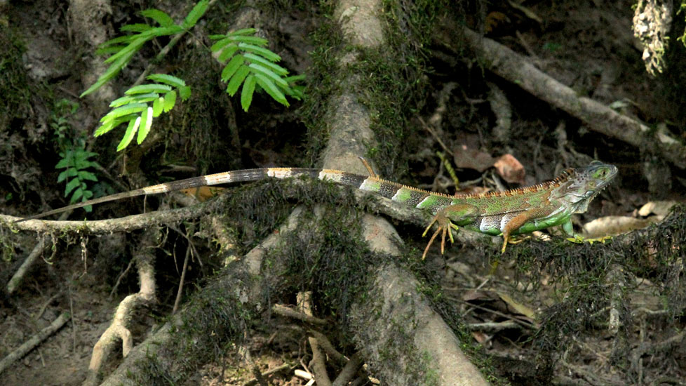 07_Iguana_24