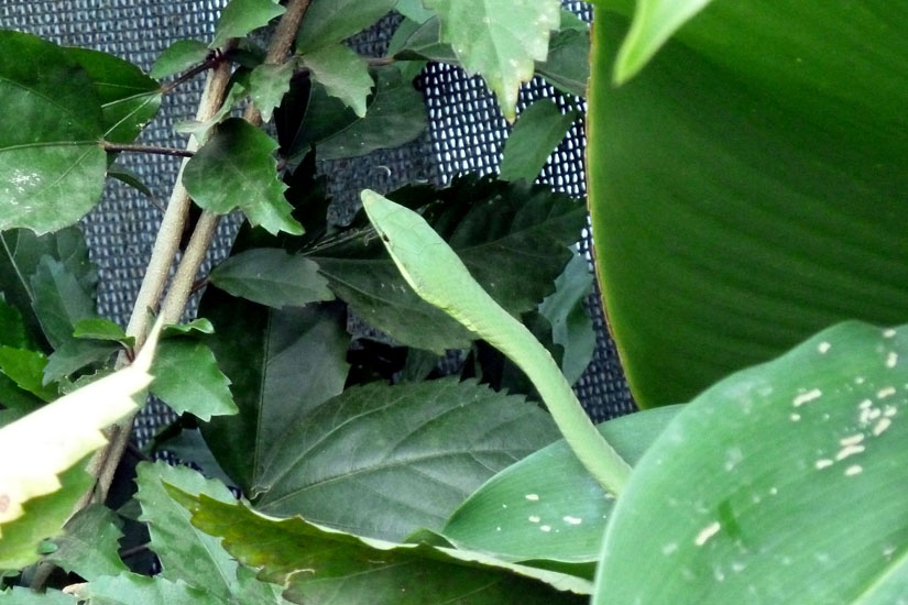 08_Green Vine Snake_10