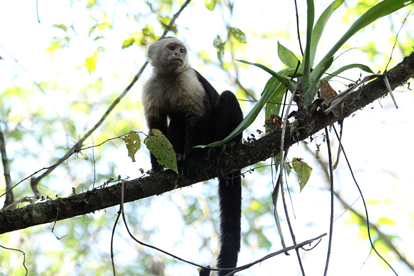 09_White-Faced Capuchin Monkey_05