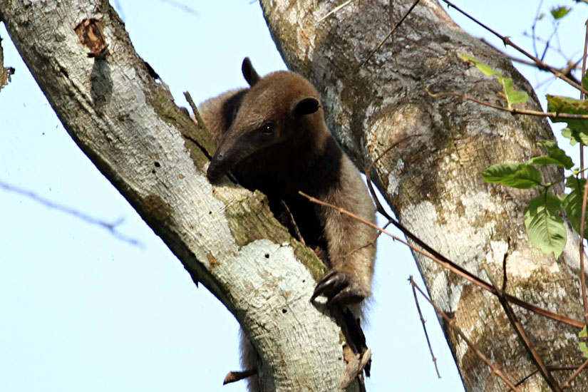 10_Northern tamandua (anteater)_22