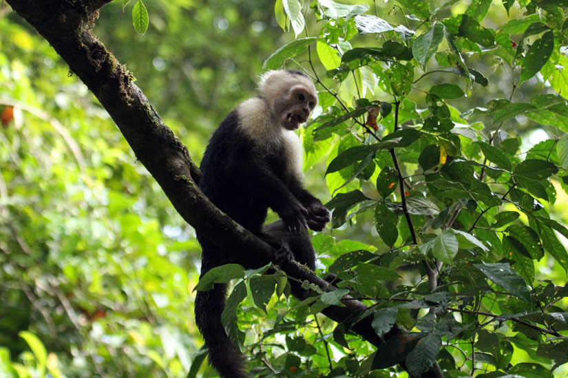 12_White-Faced Capuchin Monkey_07