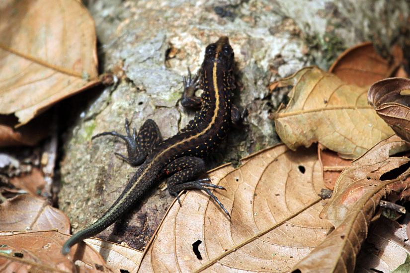 13_Whiptail_33