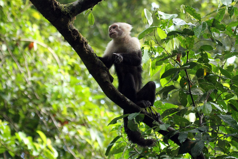 14_White-Faced Capuchin Monkey_26