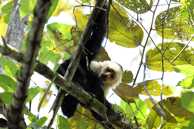 15_White-Faced Capuchin Monkey_46