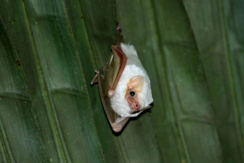 17_Ghost bat_44
