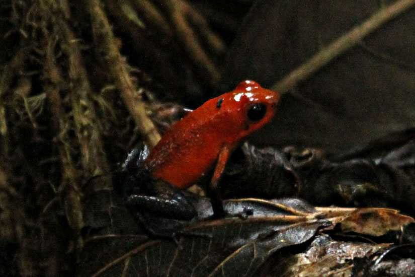 18_Poison Dart Frog_15