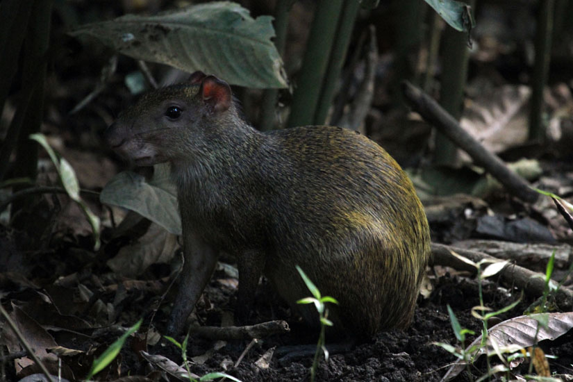 21_Agouti_2765