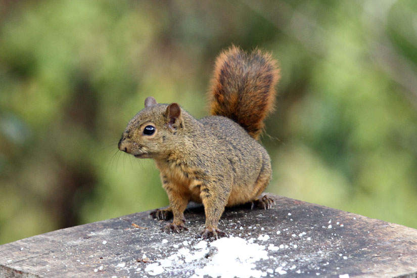 22_Variegated squirrel_11