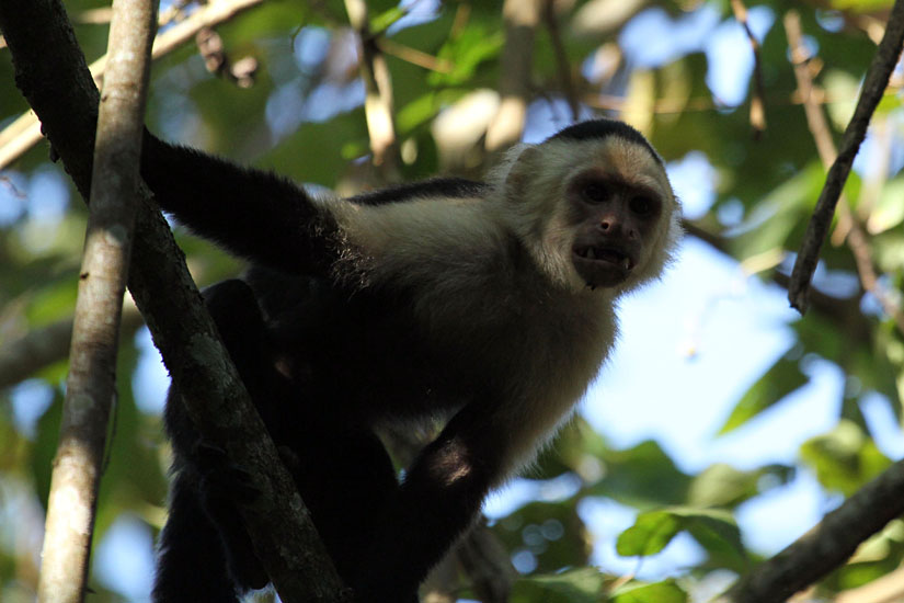 23_White-Faced Capuchin Monkey_20