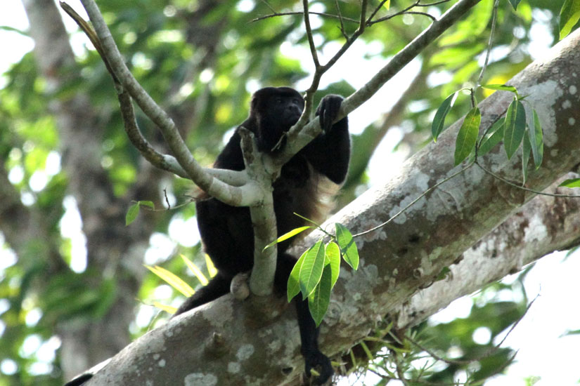 25_Howler Monkey_25