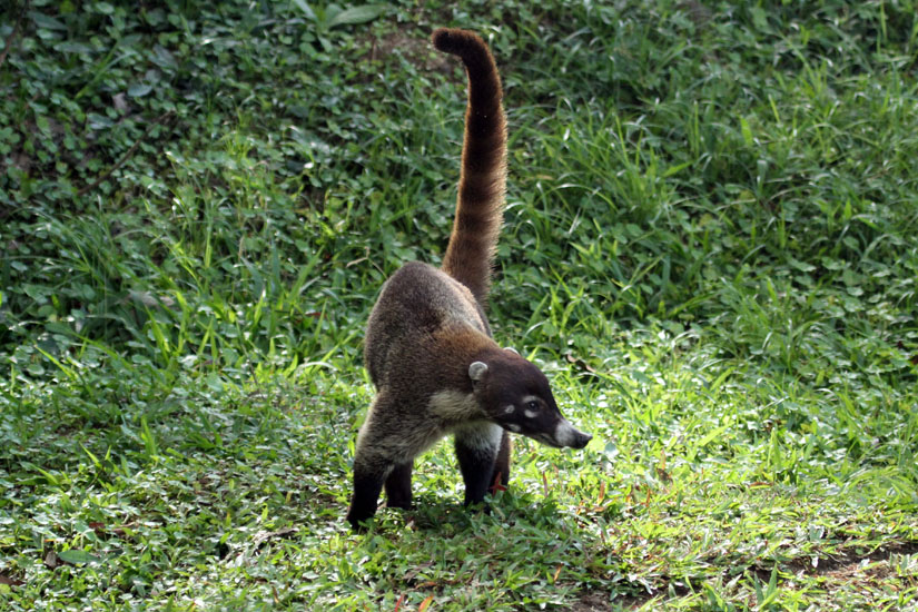 26_White-nosed Coati_27