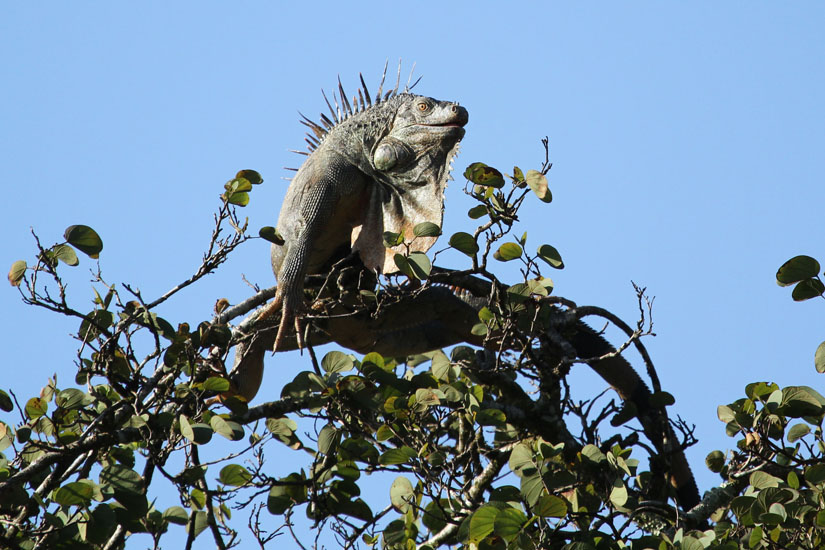 27_Iguana_39