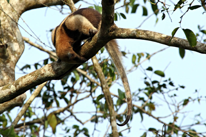 28_Northern tamandua (anteater)_29