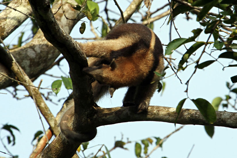 33_Northern tamandua (anteater)_32
