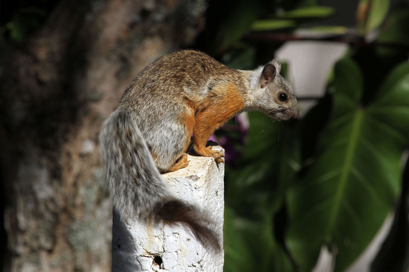34_Variegated squirrel_04