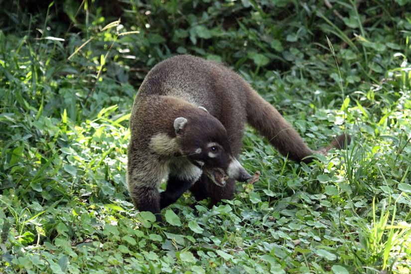 41_White-nosed Coati_35