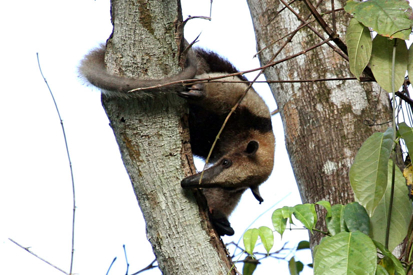 44_Northern tamandua (anteater)_17