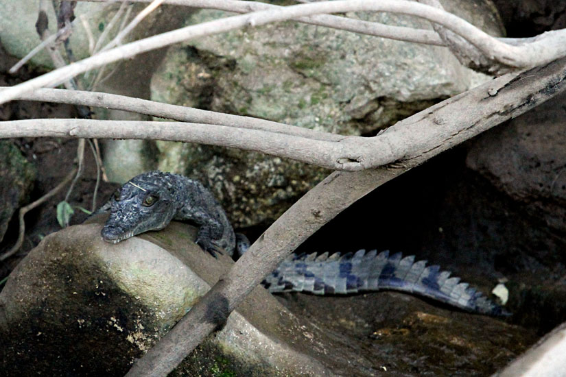 45_Crocodile_13
