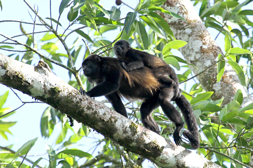 46_Howler Monkey_34