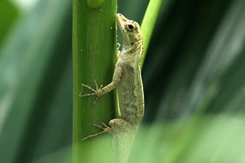 47_Gecko_37