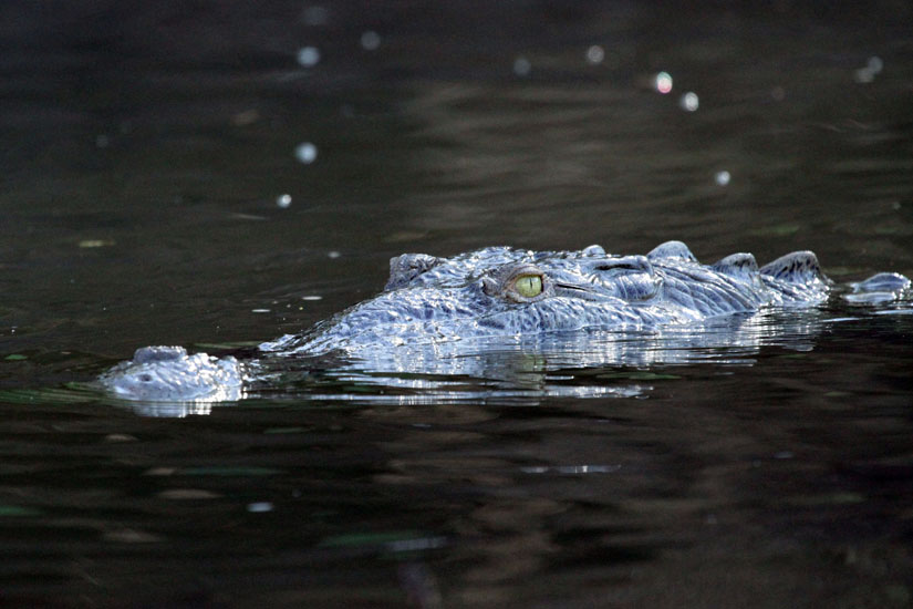 49_Crocodile_12
