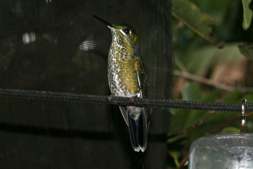 Green-crowned brilliant_0031