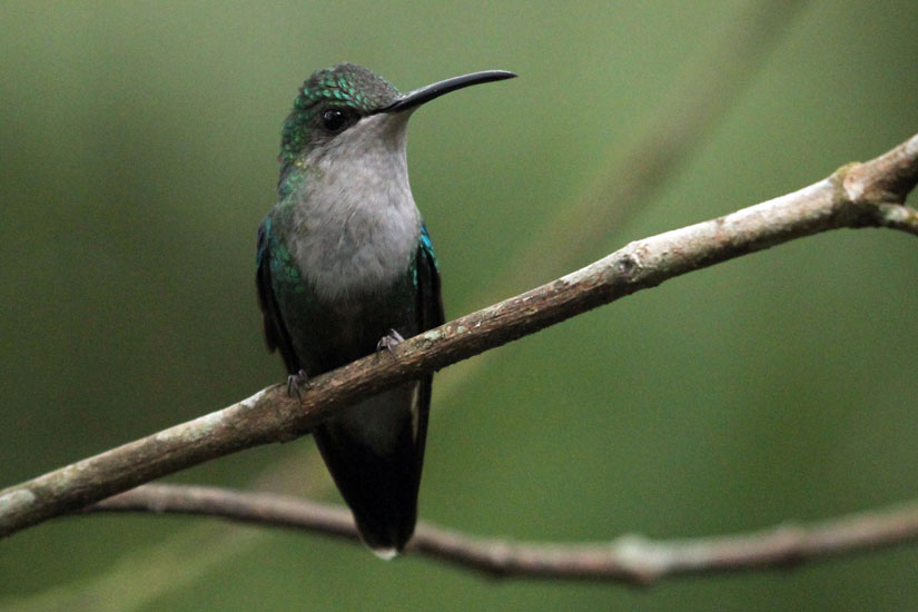 Ruby throated (F)_2943