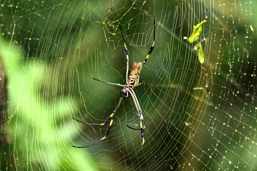 Golden Orb Weaver_3959