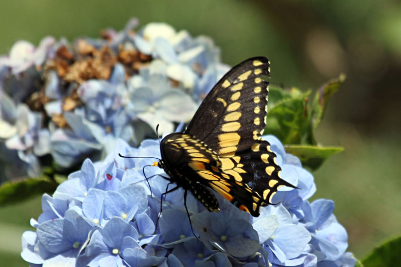 broad-banded swallowtail_5639