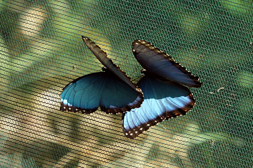 common morpho_3464