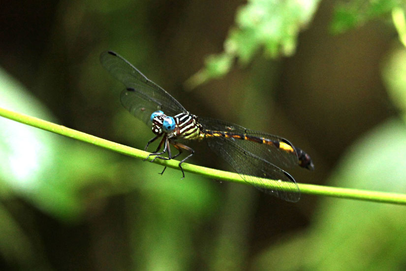 dragon fly_3990